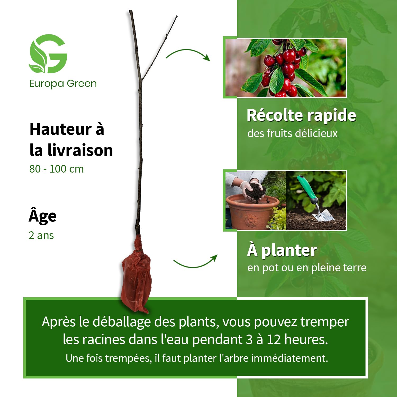 Alberi da frutto colonnari - Altezza 80 cm - Ideali per balconi, terrazze, piccoli giardini - Adatto per vasi e terra (Ciliegio)