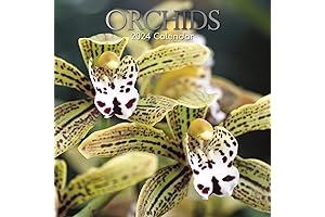 2024 Wall Calendar Adorned with Enchanting Orchids