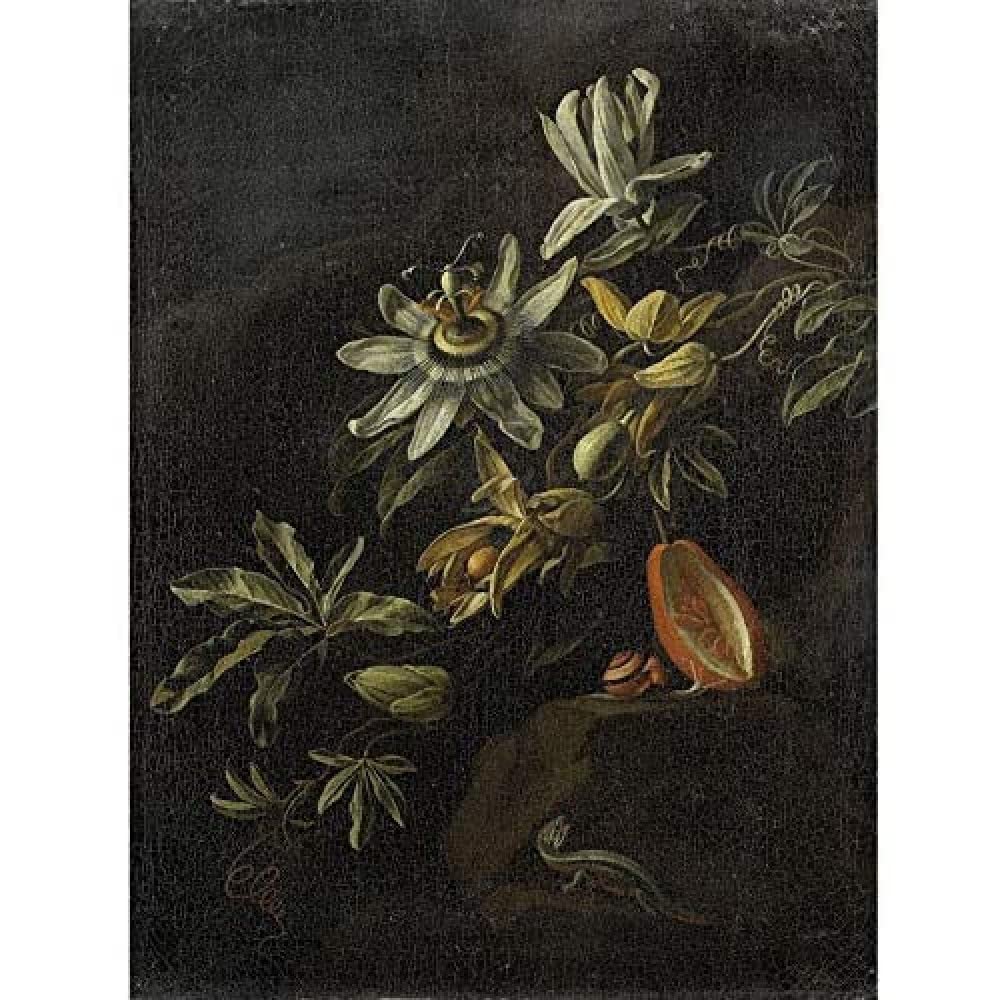 Artery8 Van Den Broeck Still Life Passion Flowers Art Print Canvas Premium Wall Decor Poster Mural