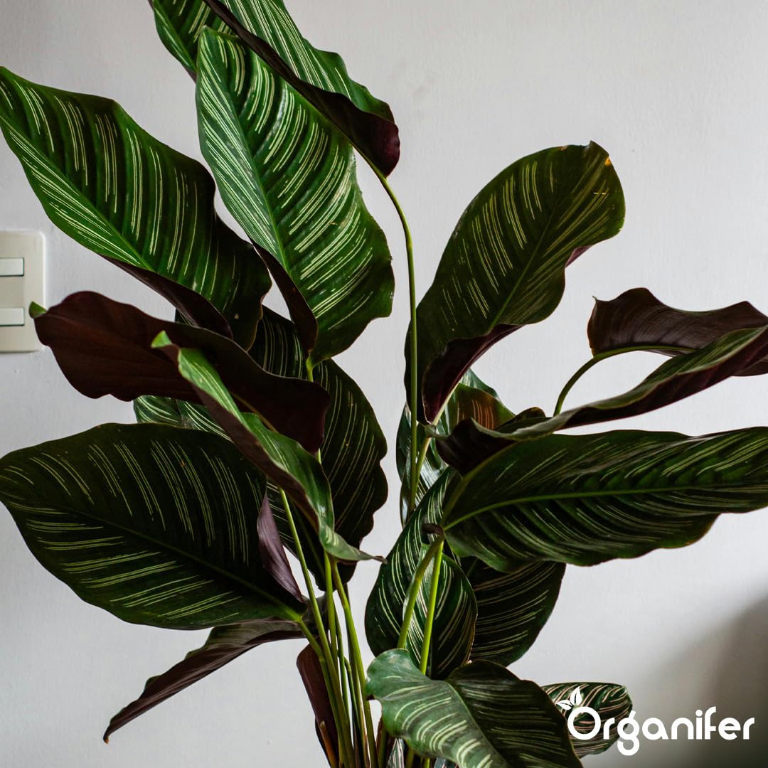 Calathea Nawóz Płynny - 5x1L - NPK 2-1-8 | Nawóz Płynny Dla Zdrowych Liści I Intensywnych Kolorów - Wspomaga Korzenie I Witalność - Organifer