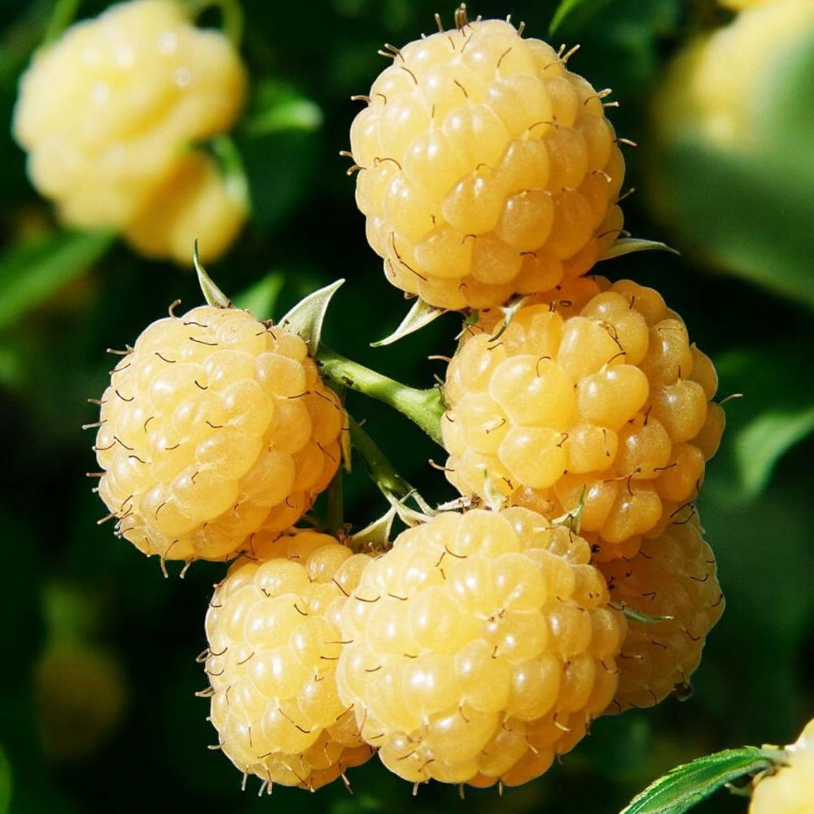 Carbeth Plants Raspberry Fruit Plant in 9cm Pot - Choose Your Variety - Easy Grow Fruit Bush for Gardens & Allotments (All Gold, 2)