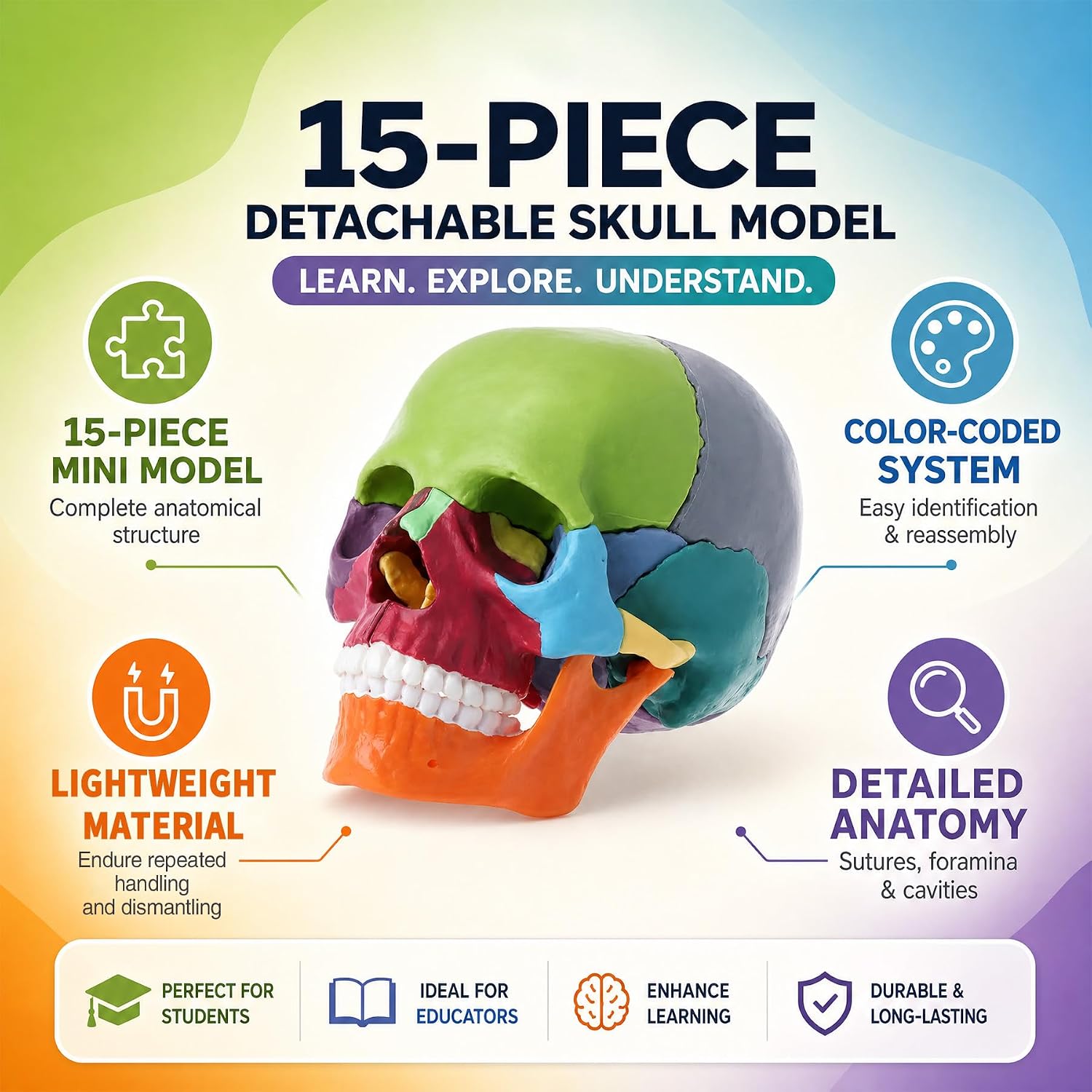 Anatomy Skull Mini 15-Part Color-Coded Detachable Educational Anatomy Model | Medical Students，Color Study Manual，Skeleton Model