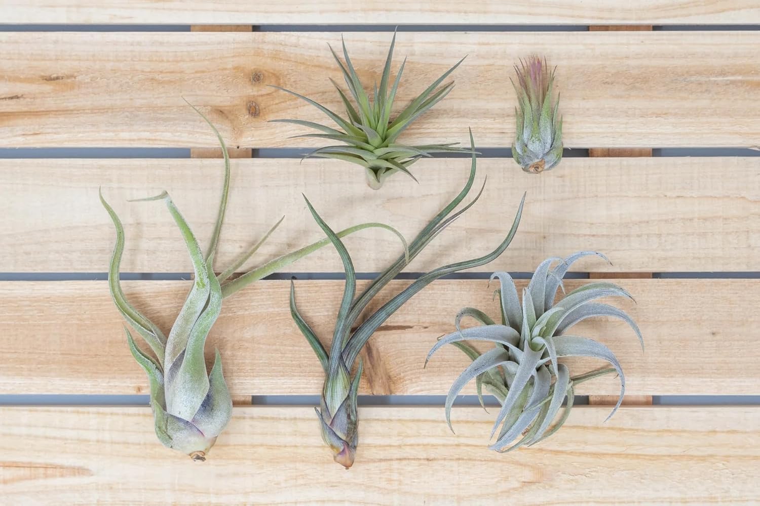 Garden Center Shop | Pack Tillandsias Naturales | Plantas Aéreas Sin Tierra | Set Variado Decorativo | Fácil Cuidado | Ideal Interior y Regalo (5) — view 3