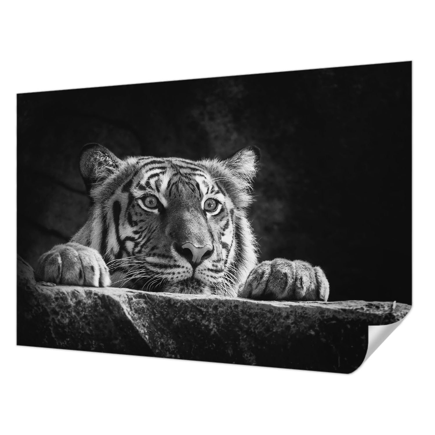Papel pintado autoadhesivo Tulup 152x104 cm Mirada depredadora