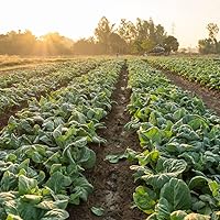 Vista 6 de Collard (Georgia Southern) (750 Semillas)