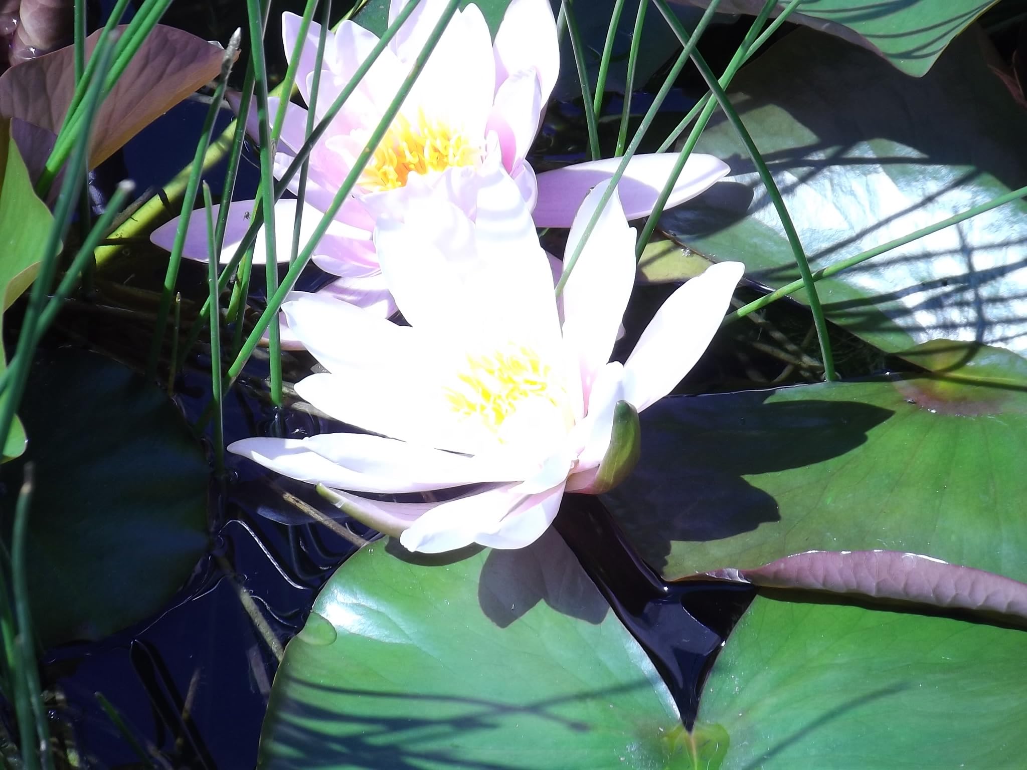 Teichpflanzen Seerosen winterhart Nymphaea Alba Pflanztiefe 30-150 cm