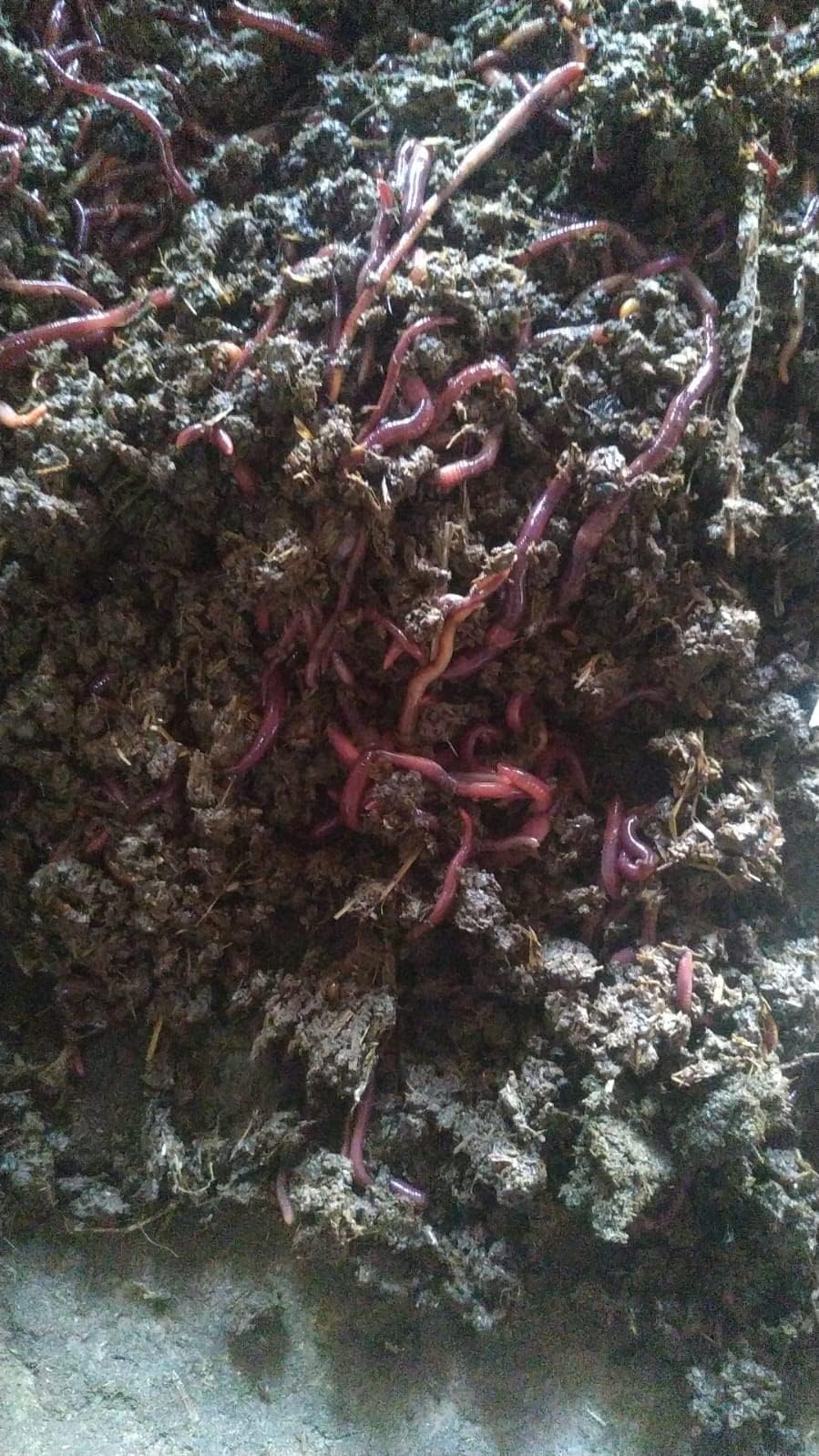 เคเฅเคเคเฅเค เคชเคพเคฒเคจ เคเฅ เคฒเคฟเค Kechua Live & Earthworm Egg Making for vermicompost(700+ nos Live Earthworm).โฆ