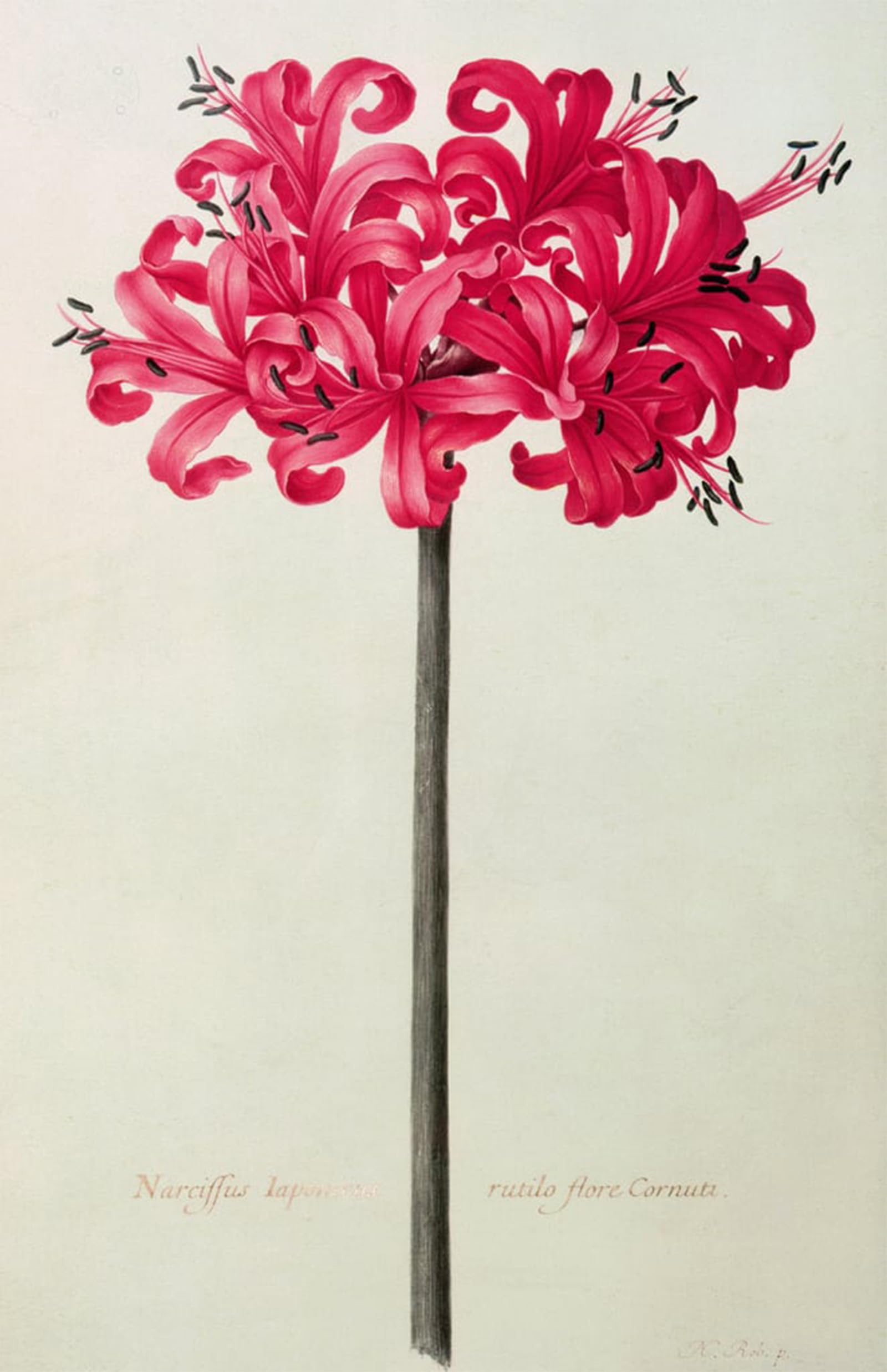 SERENDIPITP Abstract Painting Mural Print Picture Wall Decor Painting Amaryllis Sarniensis or Narcissus by Nicolas Robert Vintage Wall Artwork for Home Decor 60x90cm
