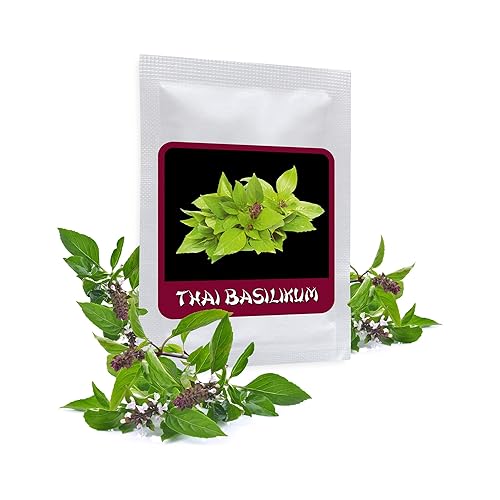 Magic of Nature Thai Basil Seeds 100 Pcs (Ocimum Basilicum)