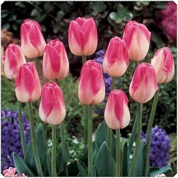 Perennial Double Tulip Spring Flowering Bulbs/Easy to Plant and Maintain/Ideal for Containers/Gardens & Borders | Excellent Display-B-6 Bulbs
