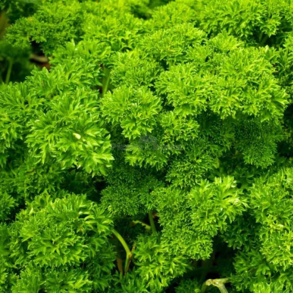 JD AGRO Vegetable Parsley Seeds for Home Gardening (1 Packet,25) |summer Seeds for Home Garden | Fresh Gardening Vegetable Leafy Plants