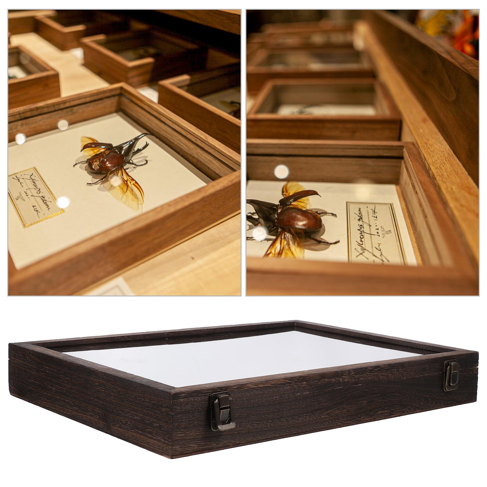 Caja de Exhibición y Gran Capacidad de Madera Tapa Transparente de Especímenes para Protección Soporte Rectangular Elegante para Mostrar y