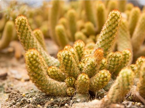 Miniatura 10 de Cactus vivo grande de 8 pulgadas  planta suculenta, cactus Brian Mammillaria Elongata Cristata. Totalmente enraizado, resistente y tolerante a la
