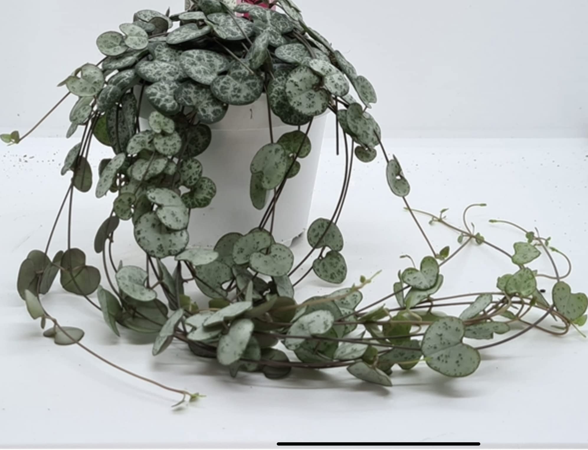 Ceropegia Woodii String of Hearts Plant in 9cm Pot - Trailing and Flowering Indoor houseplant