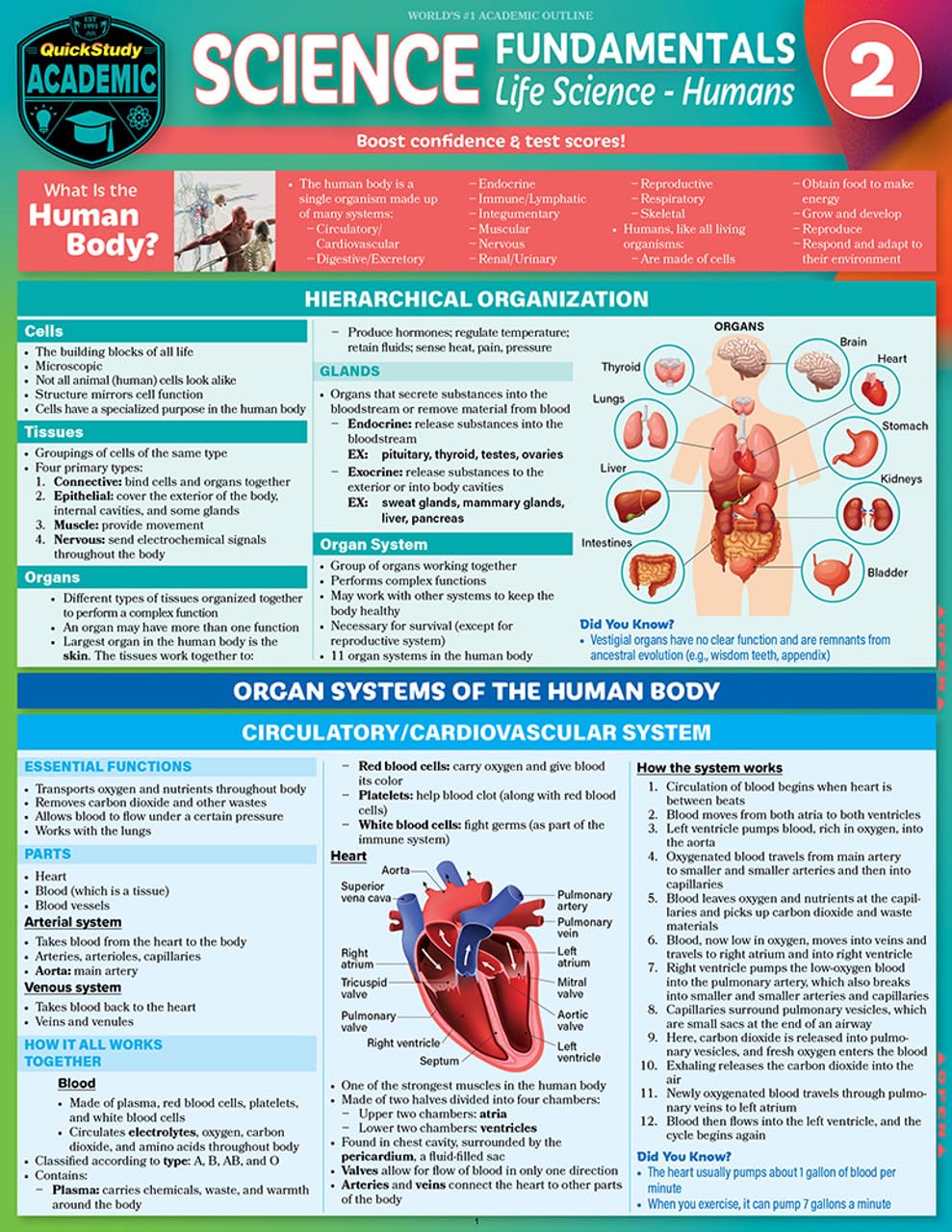 Science Fundamentals 2 - Life Science - Humans: QuickStudy Laminated Reference & Study Guide (QuickStudy Academic) - Image 2