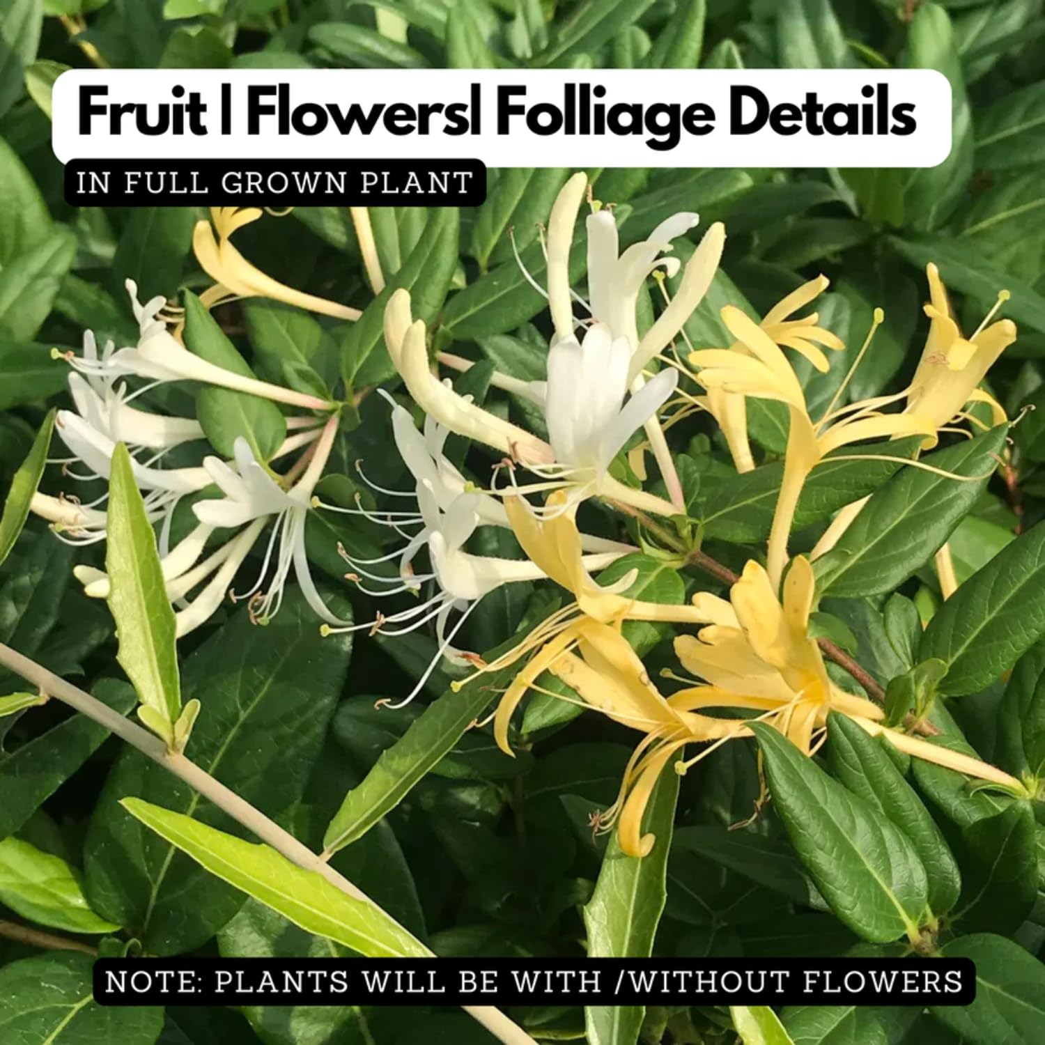 Japanese Honey Suckle Plant - White Honeysuckle -2