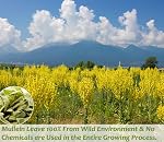 Premium 50 Mullein Leaf Tea Bags. Made with 100% Pure Mullein Leaves, for Lungs Cleanse and Respiratory Support, No Flavoring & No Additives & Caffeine Free.