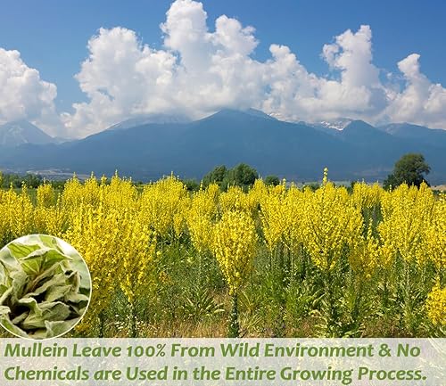 Miniatura 106 de Té prémium de hojas y raíces de diente de león, 50 bolsas de té/3.53 onzas, para la salud del hígado y los riñones, té de hierbas desintoxicante