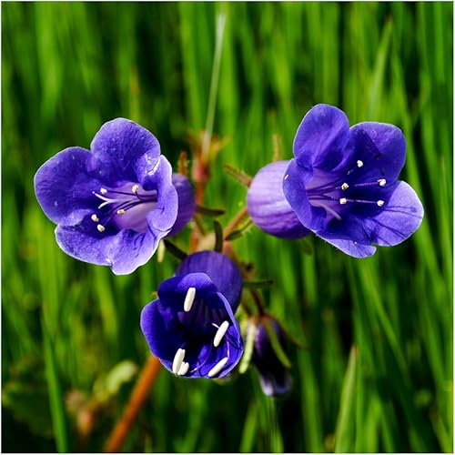 Miniatura 4 de Seed Needs, California Bluebells (Phacelia campanularia) Paquete individual de 800 semillas