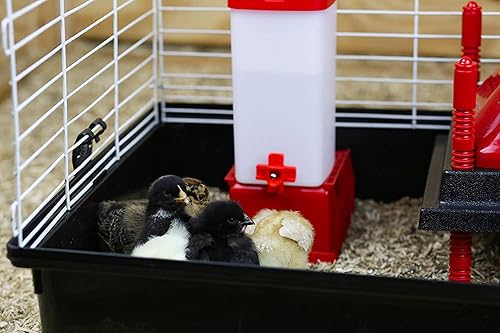 Miniatura 5 de RentACoop Chick Waterer - Bebedor de 1 litro (32 onzas) más pezón rojo versátil (paquete de 2)