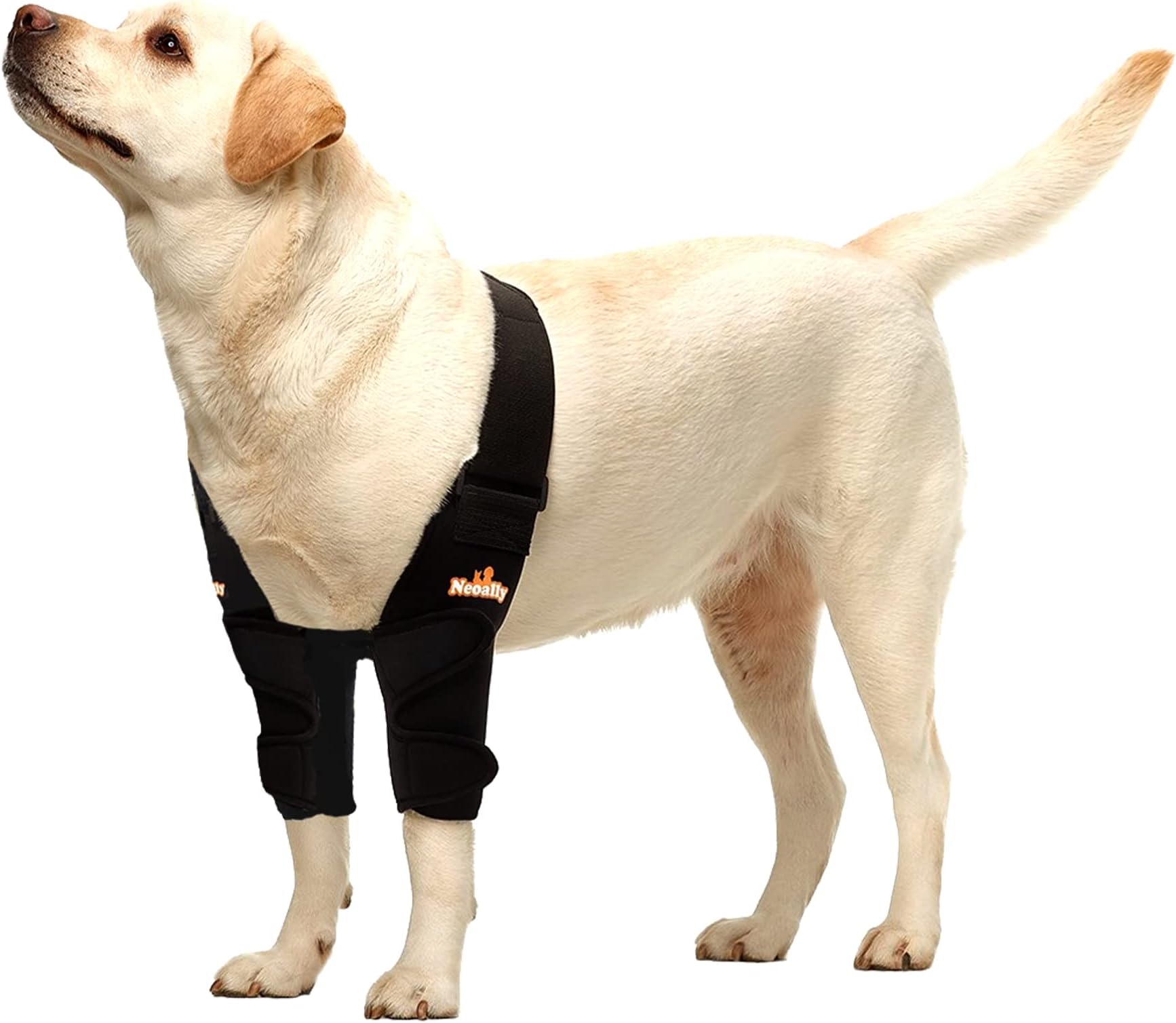 NeoAlly Dog Elbow Brace Protector Pads for Canine Elbow and Shoulder Support Elbow Hygroma, Dysplasia, Osteoarthritis, Elbow Calluses, Pressure Sores and Shoulder Dislocation (Both Legs, Small)