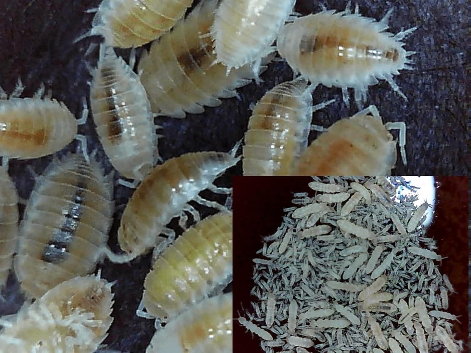 Dwarf White Isopods + Springtails Combo, by Critters Direct