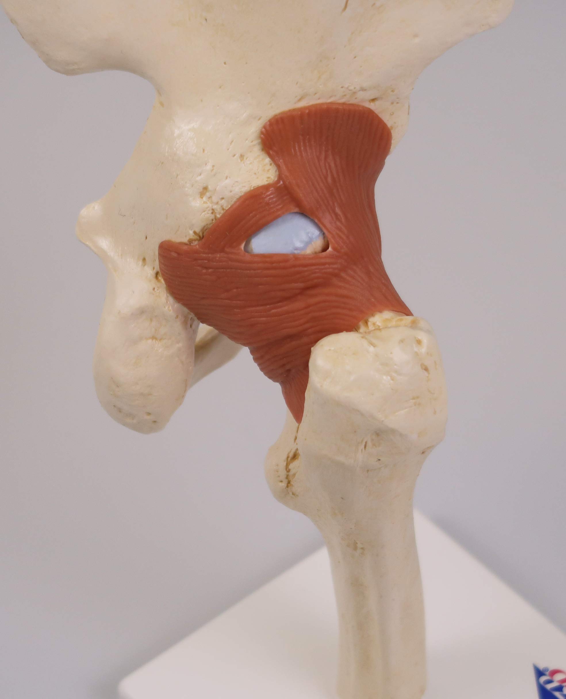 3B Scientific A81/1 Modello Funzionale di Lusso dell'Articolazione dell'Anca + software gratuito di anatomia - 3B Smart Anatomy