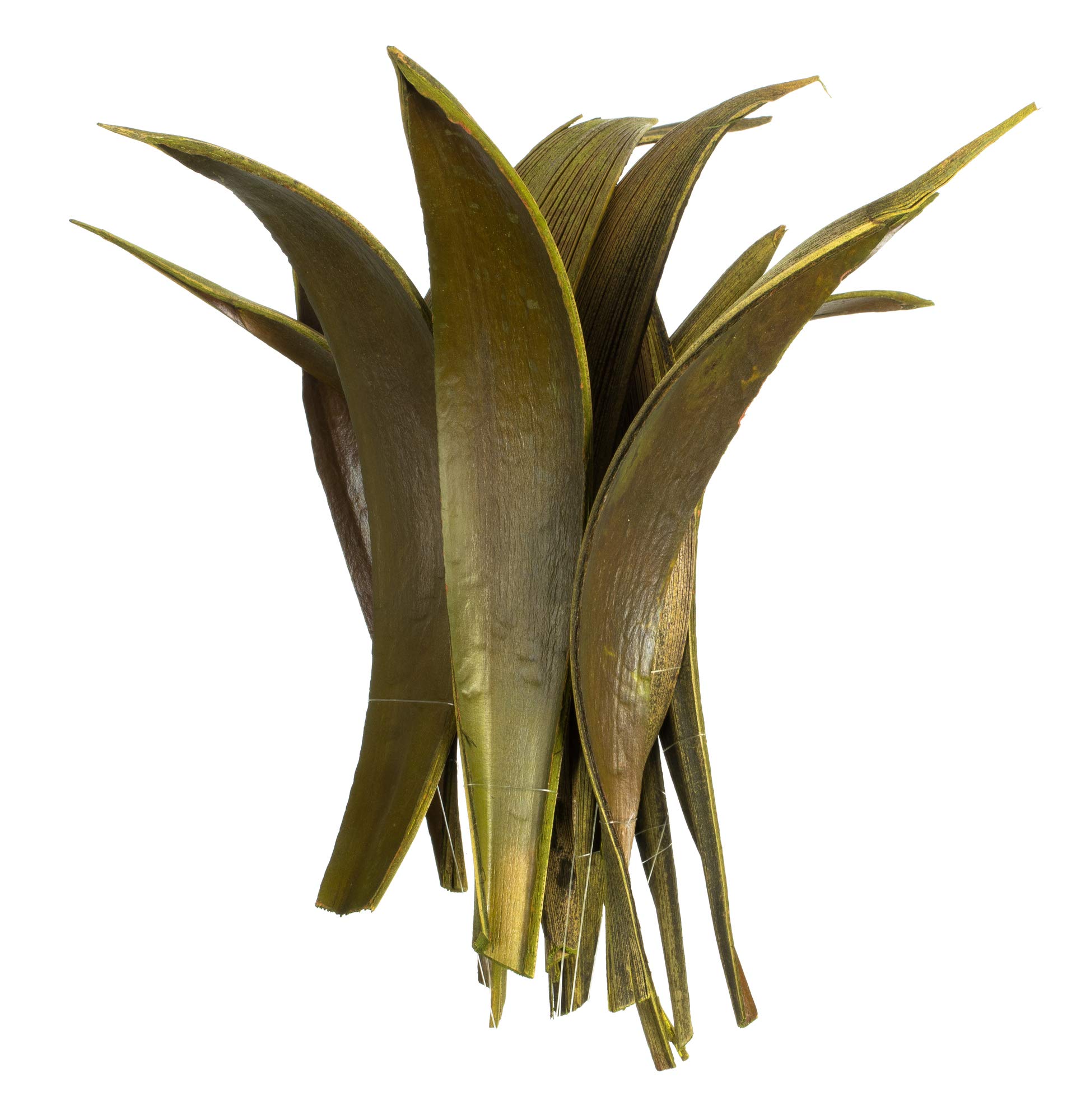 Vickerman Basilikum-Palmenpaddel, 15,2 cm bis 30,5 cm Höhe, echte konservierte Palmendekoration für Zuhause oder alltägliche Arrangements, 32 bis 37 Stück pro Packung