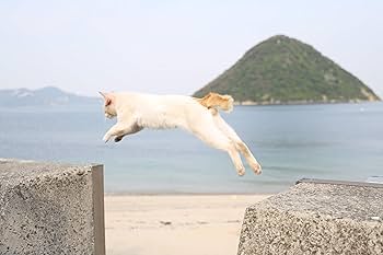 (未使用･未開封品)「ボクらと島ネコ。in 佐柳島 後編」 椎名 鯛造×深澤 大河 [DVD] Amazon.co.jp: 「ボクらと島ネコ。in 佐柳島 後編」 椎名 鯛造