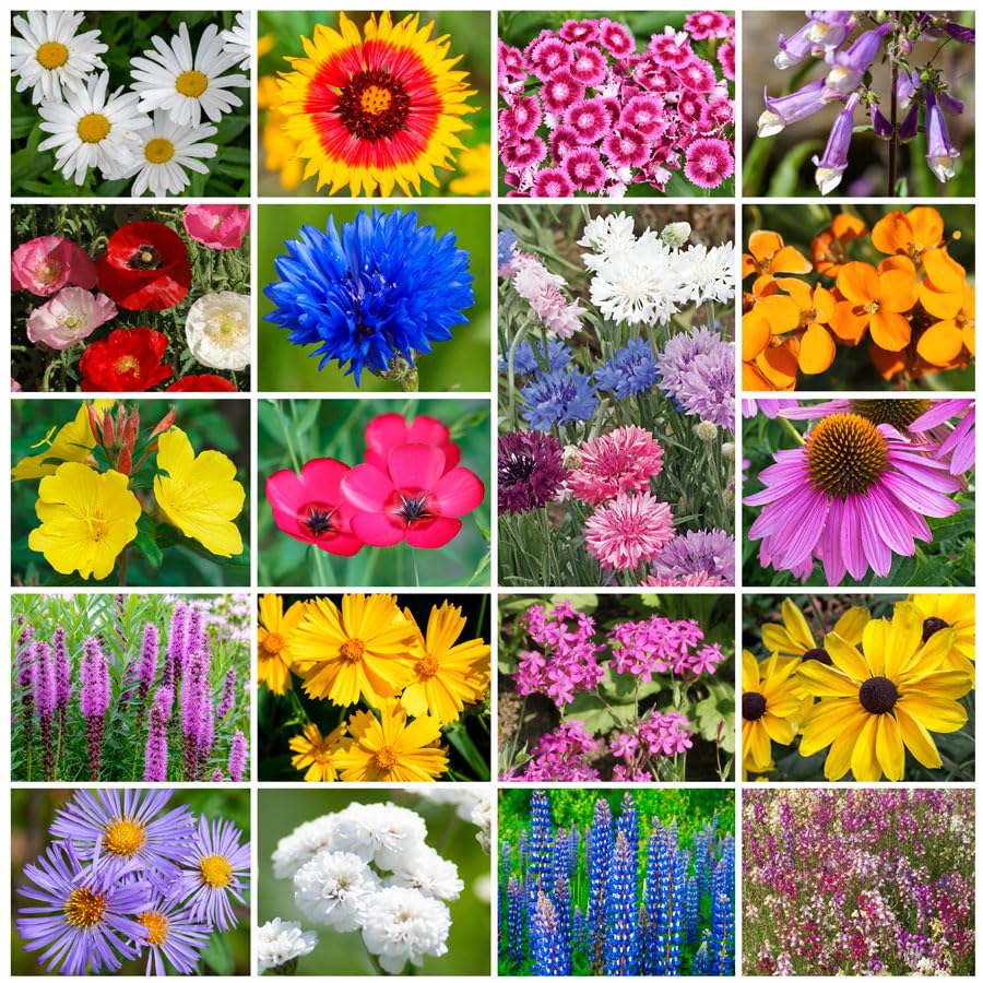 Northeast Regional Wildflower Mix