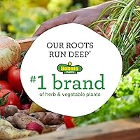 Vista 6 de Bonnie Plants Pimienta dulce de plátano Paquete de 4 plantas vivas, tamaño de fruta de 6 pulgadas, ideal para freír y encurtir