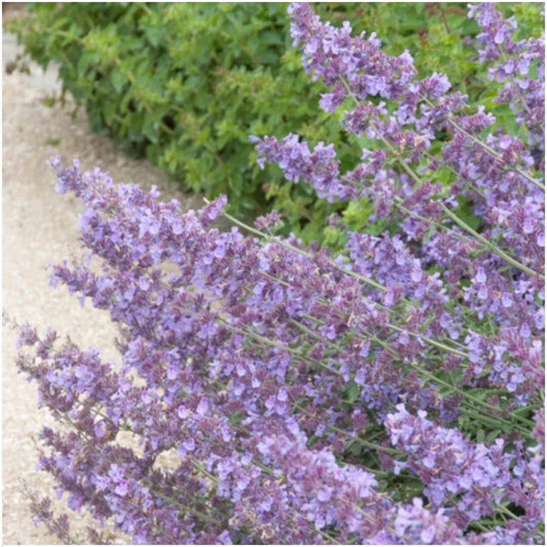 Plants by Frank | 6 Katzenminze Pflanzen | Nepeta 'Walker's Low' | Bodendecker Winterhart Mehrjährig | Stauden | Dunkelviolette Blütenfarbe | Bienenfreundlich | Gartenpflanzen