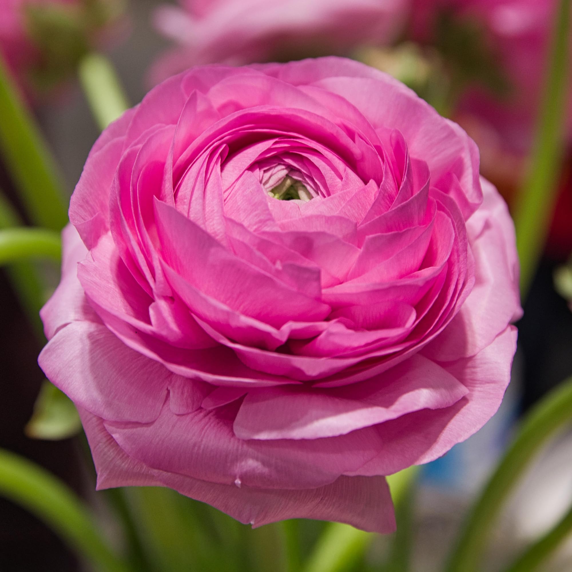 Pink Ranunculus Corms - Garden Bulbs for Late Spring and Early Summer Flowers in an Elegant Shade of Pink - Low Maintenance and Easy to Grow Ranunculus Bulbs for Planting Now UK (Pack of 10)