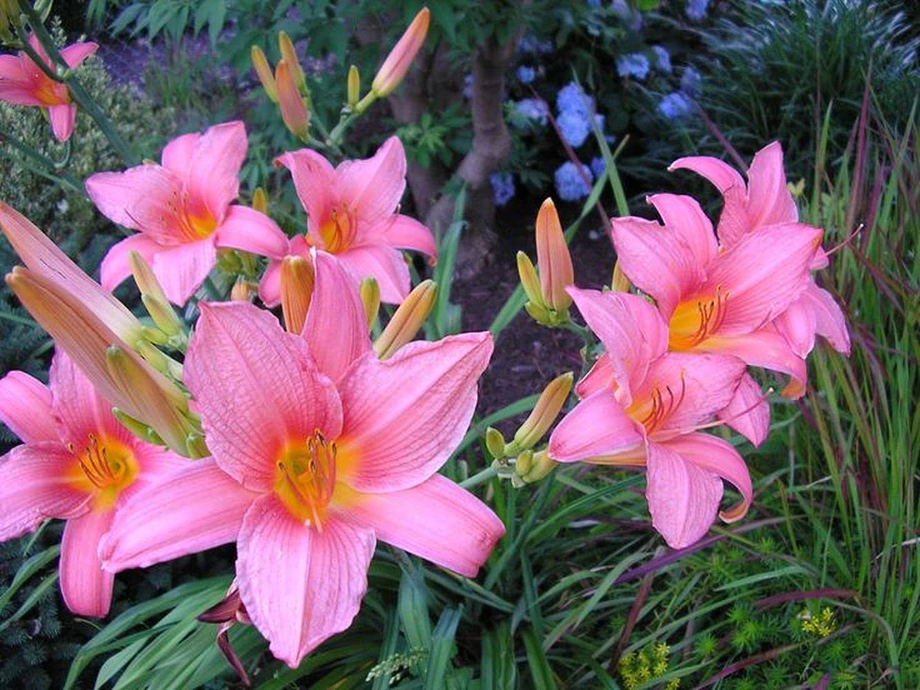 Attractive Flower Bulbs Day Lily/Tiger Lily Flower Bulbs For Summer Season Pack Of 6 Bulbs (Pink) Healthy And Fresh Flower Bulbs By PLANTOGALLERY. (B09B2MD7BQ) Amazon Price History, Amazon Price Tracker