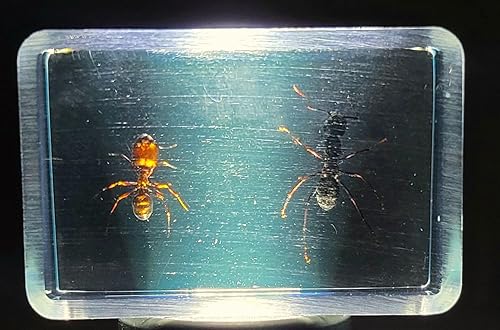 Miniatura 458 de Escarabajo de algodoncillo azul cobalto real de 1.732 in en espécimen de resina de lucita cristalina, insectos, insectos preservados, colección