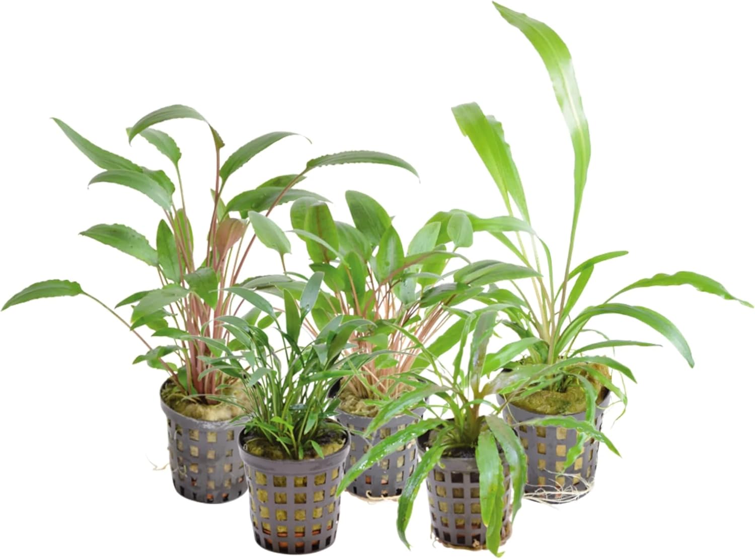 Cryptocoryne Mix Aquarium Plant - Beginner, Easy Grow : Amazon.co.uk ...
