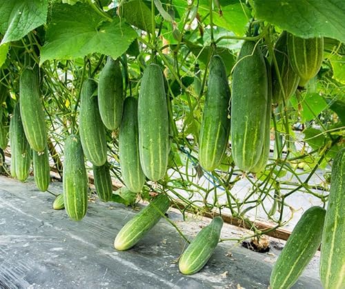 La Verde MEIN GARTEN UND ICH. Sonja BIO Gurke Samen für ca. 15 Pflanzen, robuste Freilandgurke, bitterfrei, Saatgut ohne Gentechnik