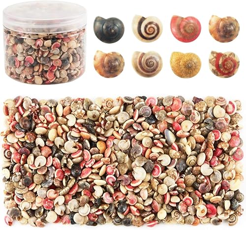 Miniatura 1 de Weoxpr 500 dijes de conchas marinas mixtas para decoración del hogar, fiesta temática de playa, fabricación de velas, manualidades, tanque de peces