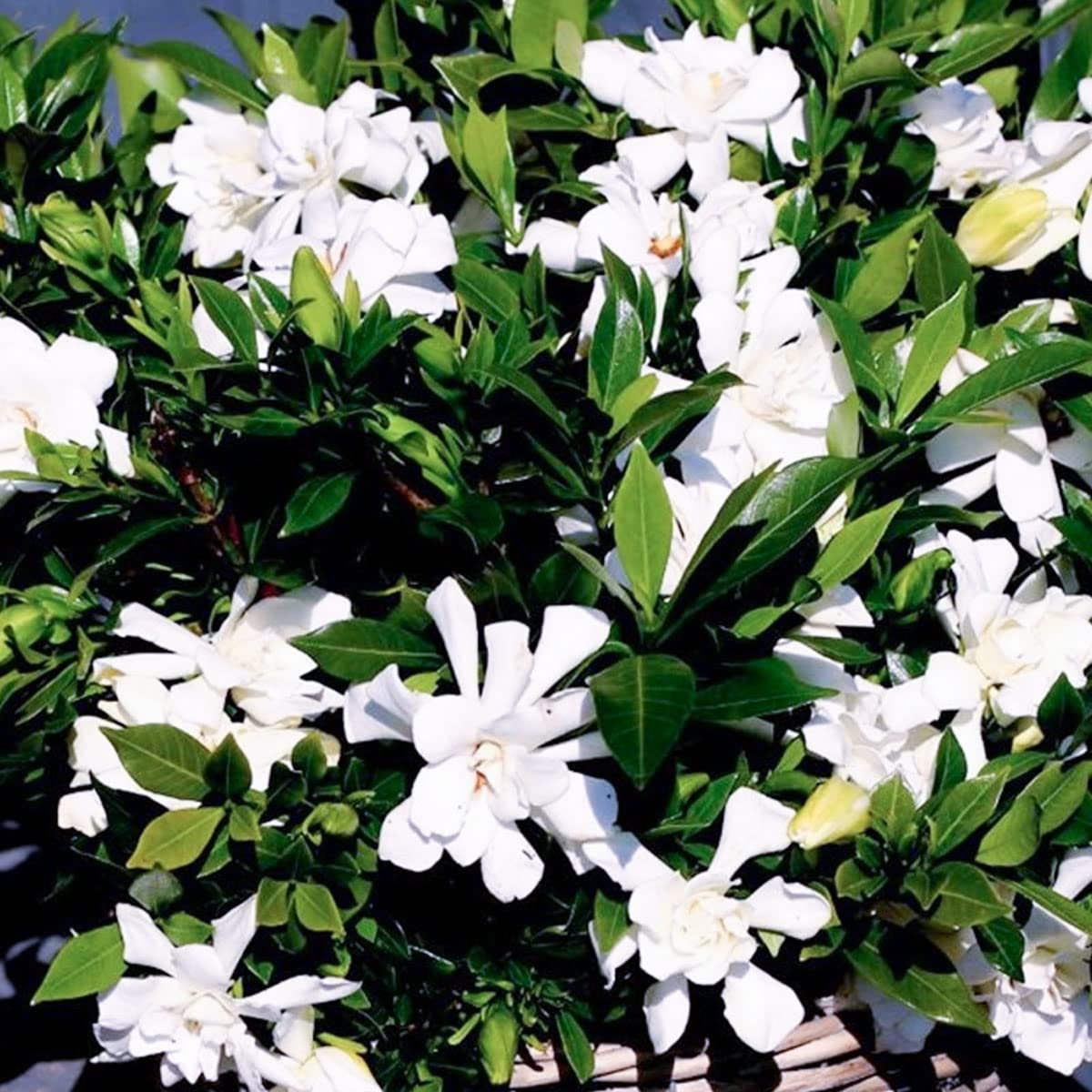 Gardenia jasminoides Celestial Star - Cape Jasmin - Plant in 9 cm Pot