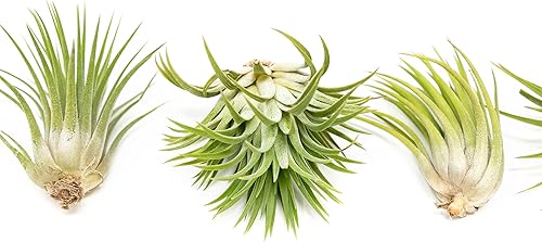 Miniatura 2 de Paquete de 25 plantas de aire grandes Ionantha Rubra surtidas, plantas suculentas vivas para el hogar, a granel, decoración para el hogar y el