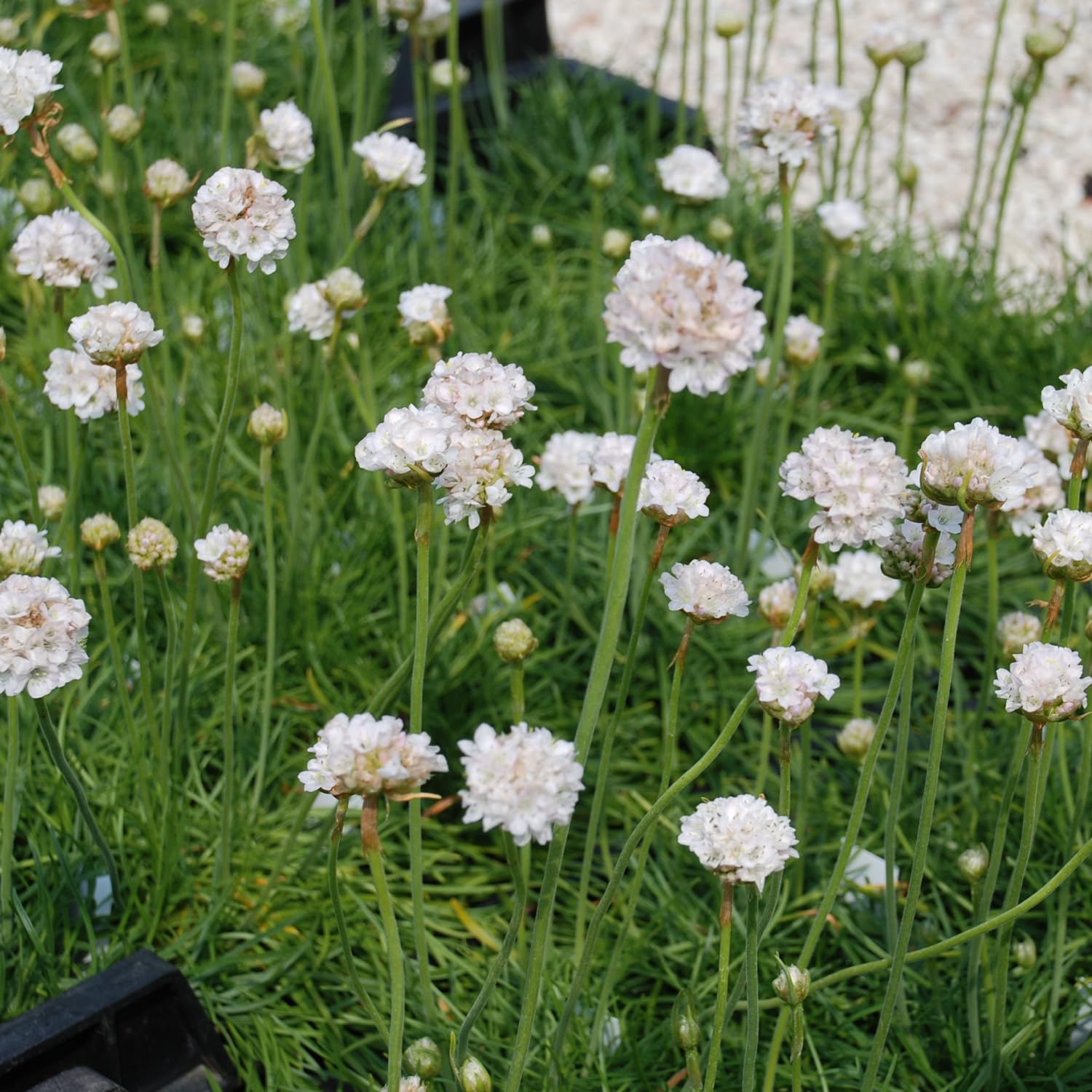 GARTEN SCHLÜTER® Strandnelke/Grasnelke 'weiß'