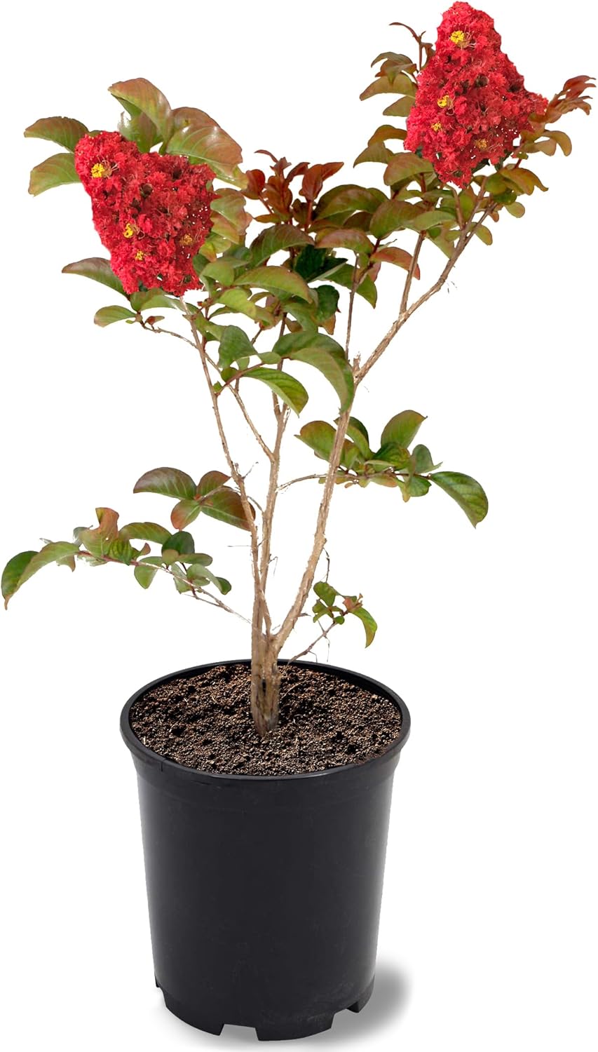 American Plant Exchange Miss Frances Crape Myrtle Tree Live, 1-Gallon Pot, 1-1.5ft Tall, Vibrant Red Flowers, Drought-Tolerant, Large Outdoor Landscape Accent, Year-Round Beauty