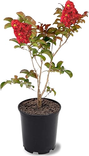 Vista 39 de American Plant Exchange Black Diamond Shell Pink Crape Myrtle Tree Live, maceta de 1 galón, 1-1.5 pies de alto, flores rosas vibrantes, tolerantes a