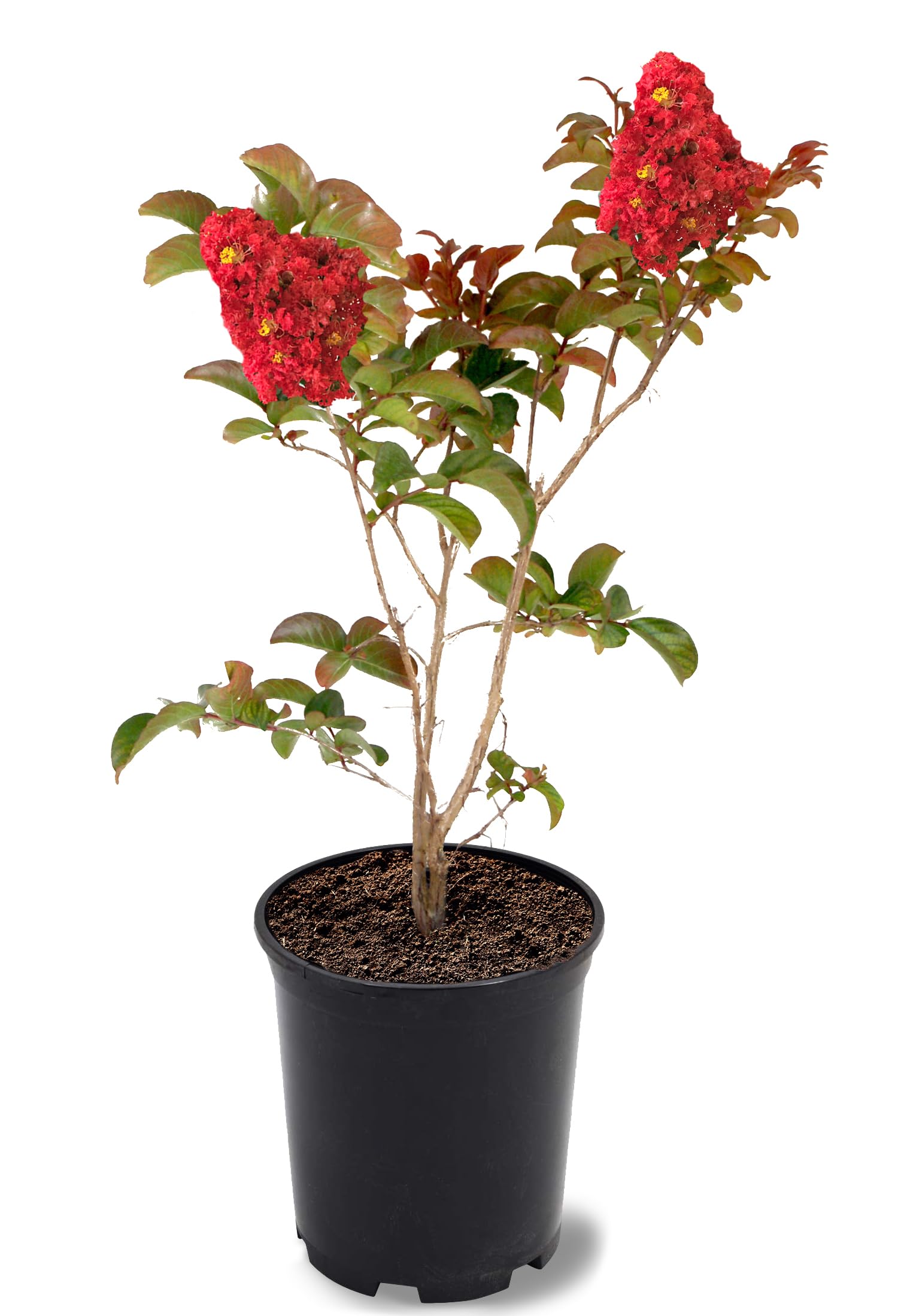 American Plant Exchange Miss Frances Crape Myrtle