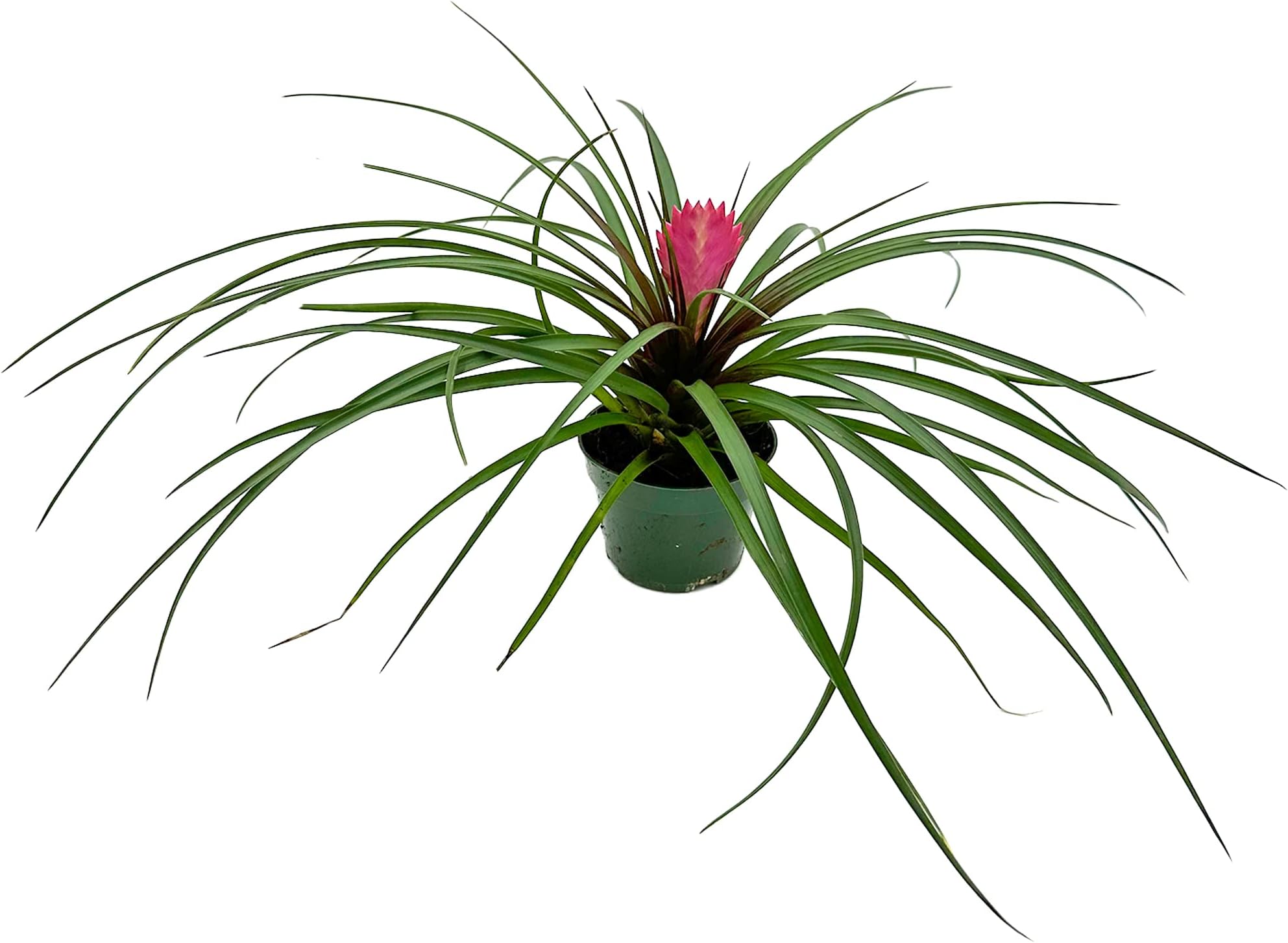 Tillandsia Cyanea Pink Quill Air Plants House Plants in 4