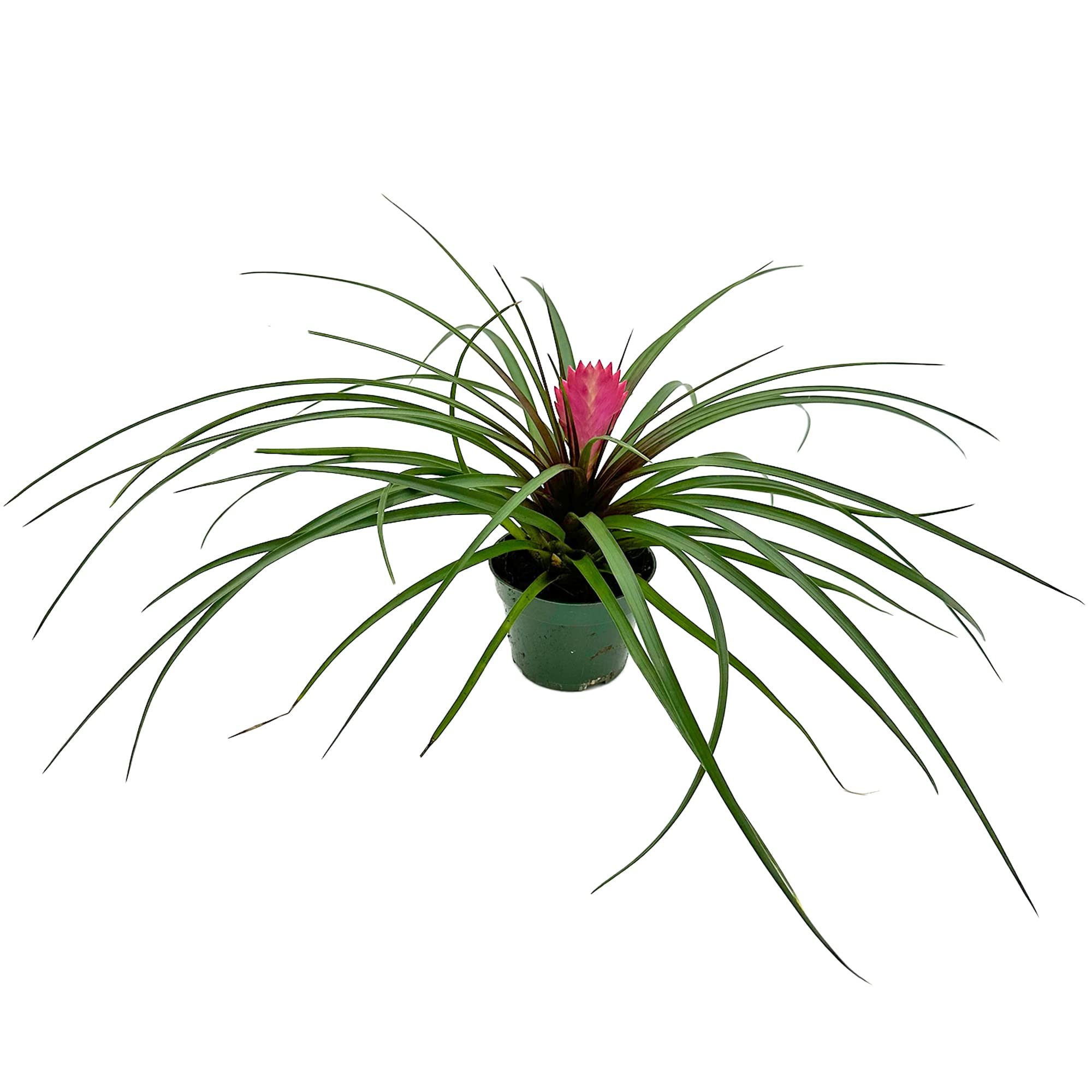 Tillandsia cyanea ‘White' T'S TROPICALS Tillandsia cyanea 'White' T'S TROPICALS