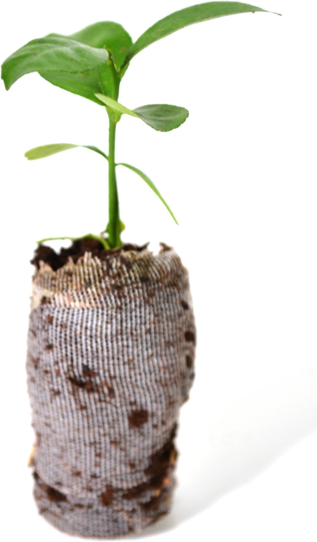 Yuzu Tree - Citrus reticulata VAR. austera - Starter Plug (See State Restrictions)