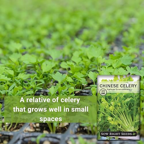 Miniatura 3 de Sow Right Seeds - Semillas de apio chino para plantar - Paquete de reliquia sin OMG con instrucciones para plantar y cultivar un huerto casero -