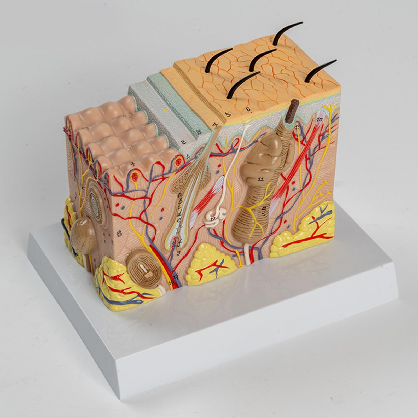 Modelo anatómico de la piel Estructura de la piel humana Modelo de anatomía Ayudas para la enseñanza médica para estudio de enfermedades Informe de conferencia médica Estructura diseccionable