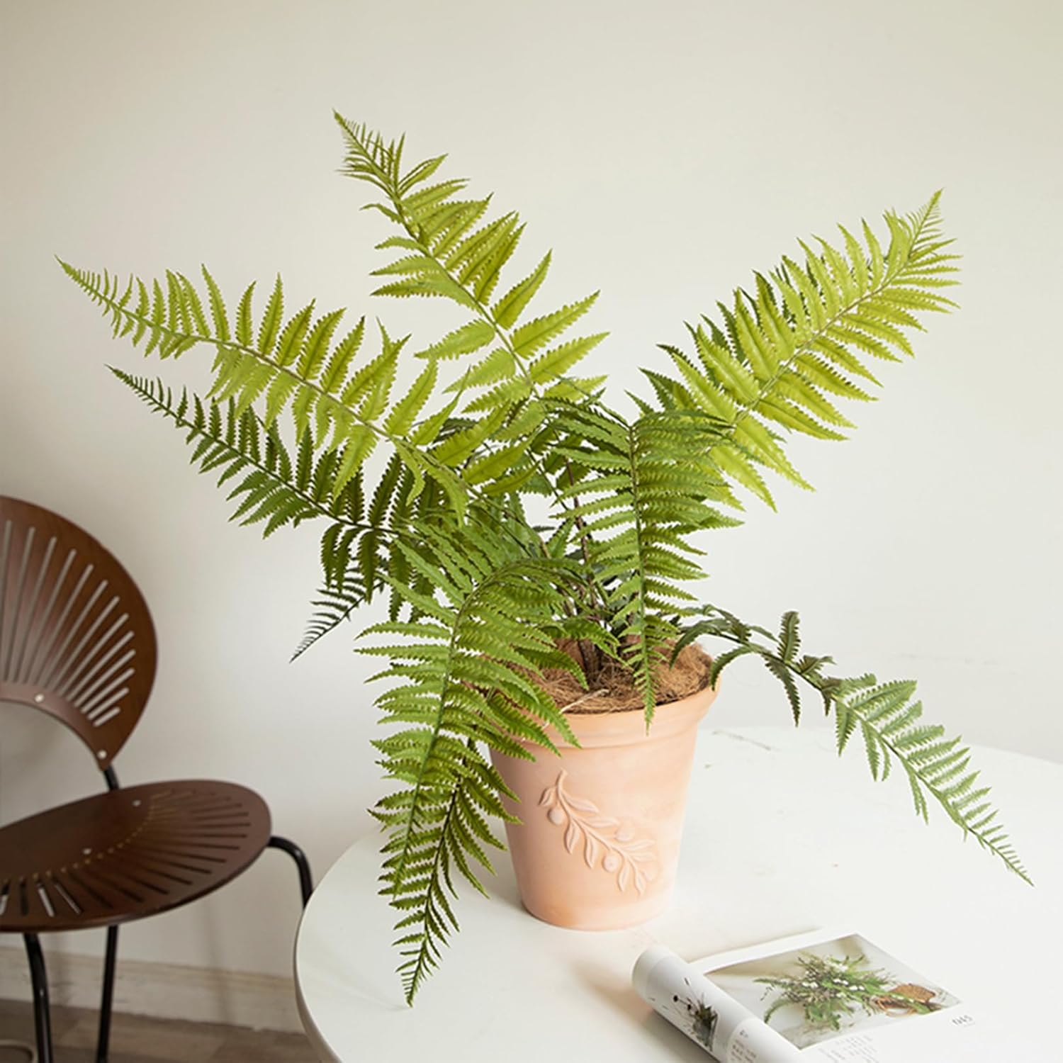 文化の日セール♥　ベンガル菩提樹　フィカス　ベンガレンシス　　曲がり　螺旋 ベンガル菩提樹 フィカス ベンガレンシス 曲がり 螺旋 - メルカリ